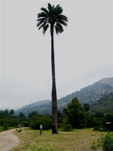 Palmeras